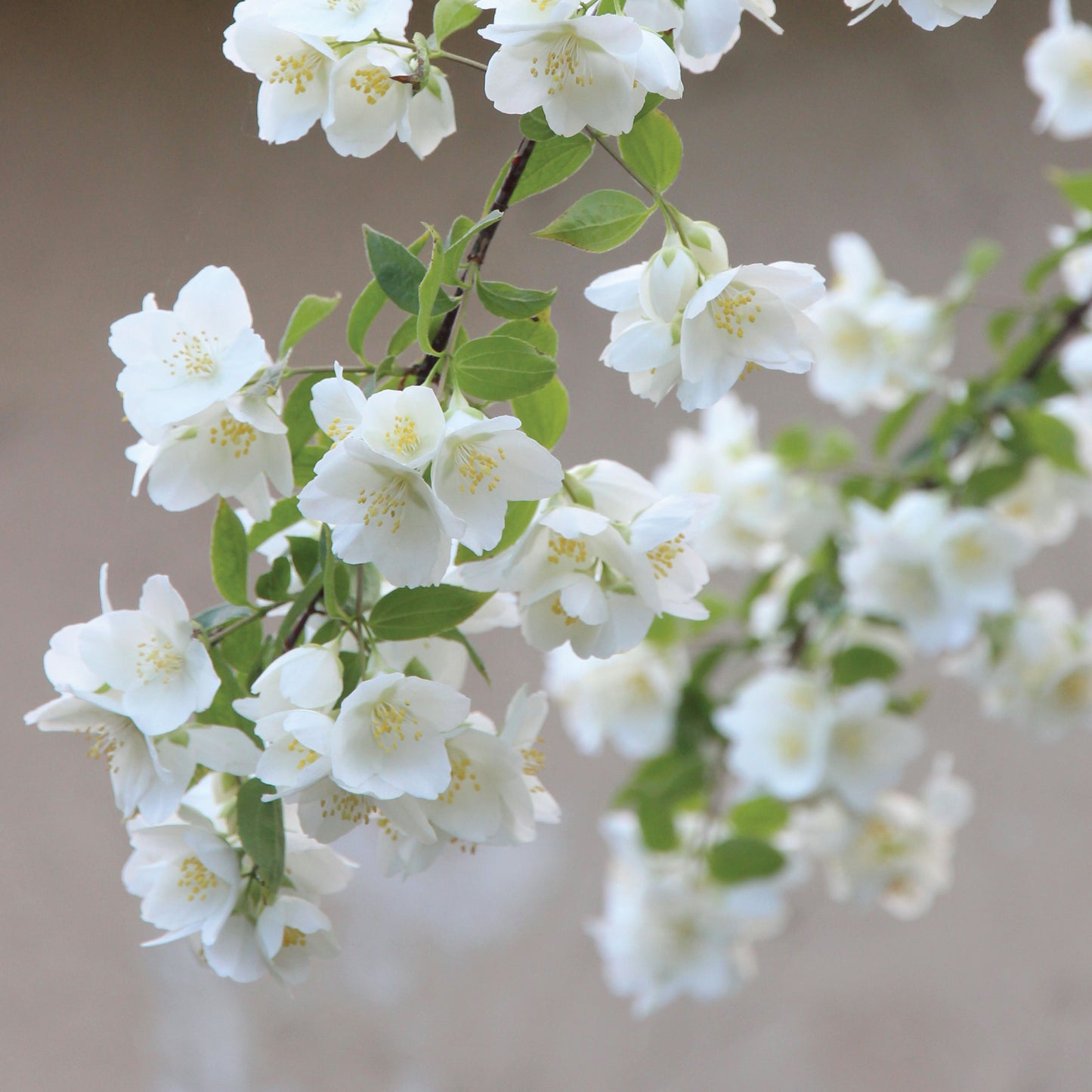 Jasmine Bloom
