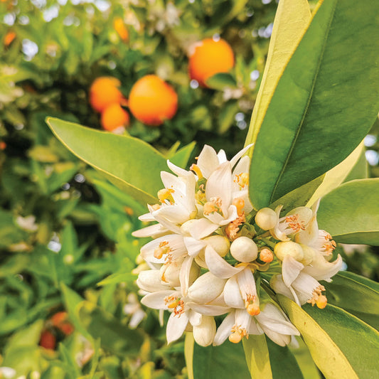 Jasmine Bloom