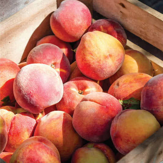 Peach Orchard